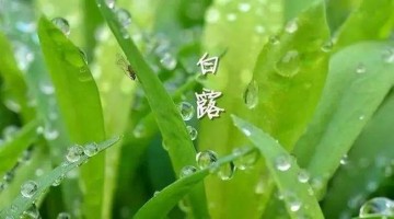 凉风至，白露降
